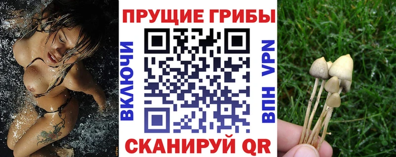 магазин продажи   гидра как войти  Псилоцибиновые грибы GOLDEN TEACHER  Шелехов 
